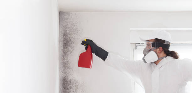 Best Post-Flood Mold Remediation in Argos, IN